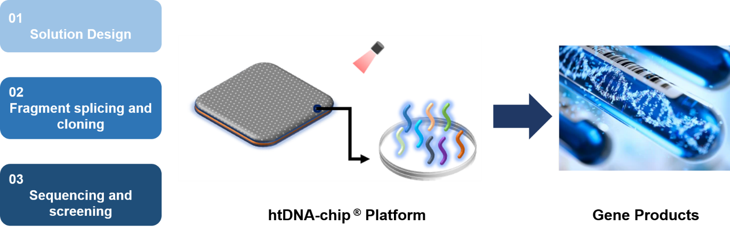 The workflow of htDNA-chip for gene synthesis