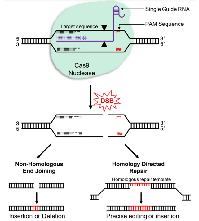 The working process of CRISPR-Cas9 in gene editing