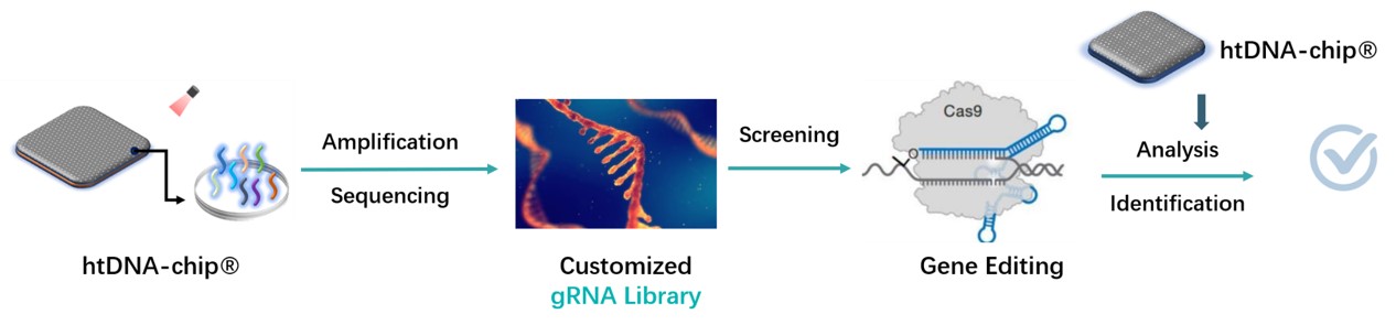 htDNA-chip in gene editing