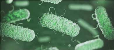 Transgenic-Bacterias